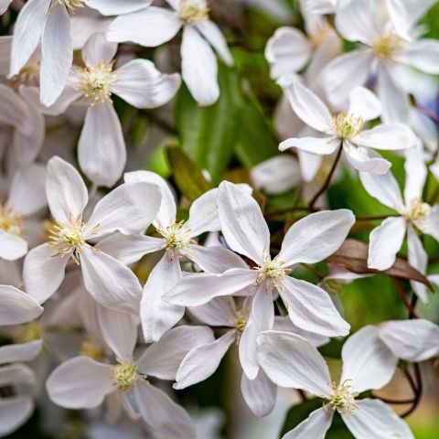 Clematis Montana Grandiflora Climber Close