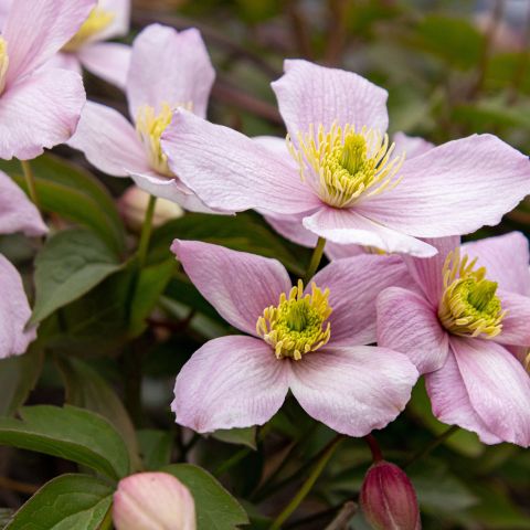 Clematis Montana Rubens Superba Hero