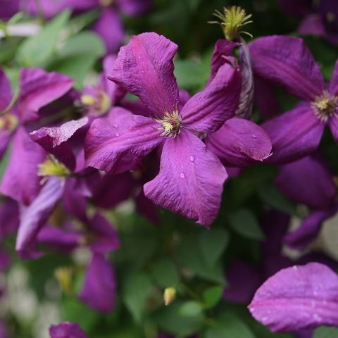 Clematis Polish Spirit Hero