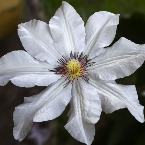 Clematis Wedding Day 3L Pot