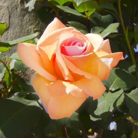 Climbing Rose Heaven Scent Rose Bare Foot Hero