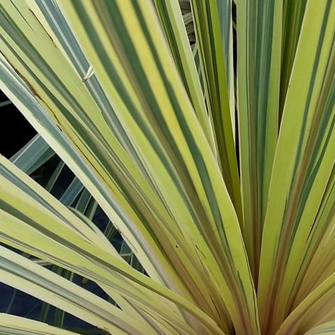 Cordyline Choc Mint - 2L Pot