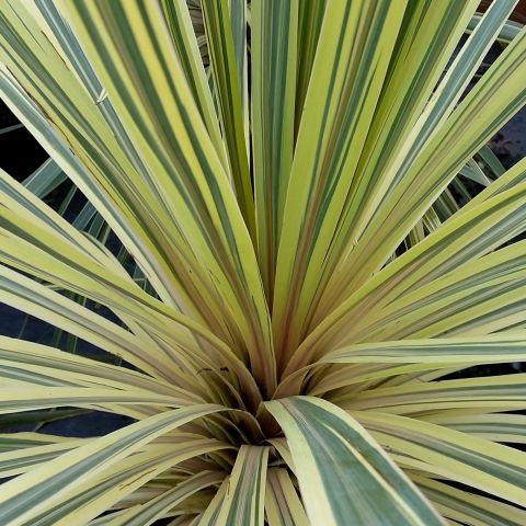 Cordyline Australis Lime Passion Shrub Close