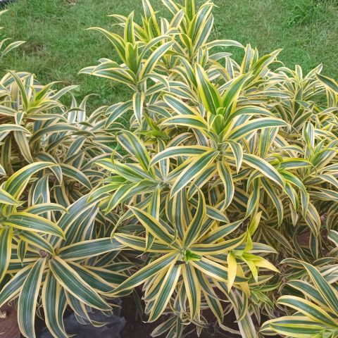 Cordyline australis 'Lime Passion' - 2L Pot hero 