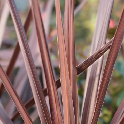 Cordyline Australis Red Star Shrub Full Hero