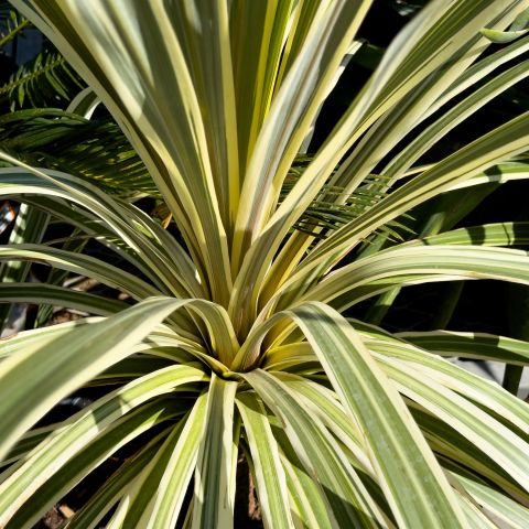 Cordyline Australis Torbay Dazzler Shrub Hero