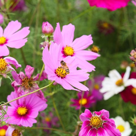 Coreopsis Rosea American Dream Perennial Hero