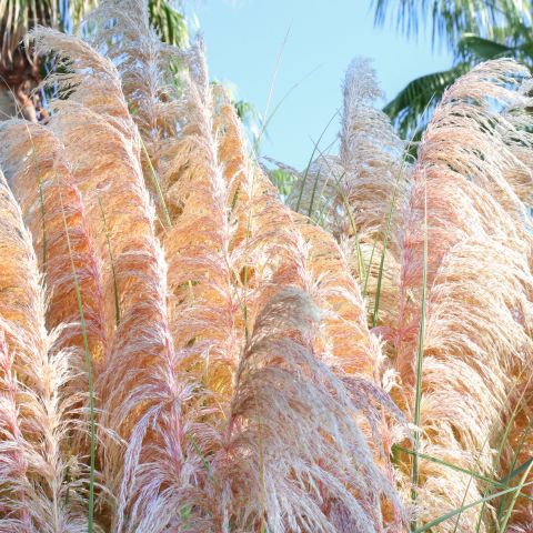 cortaderia-pink-feathers-grass-hero