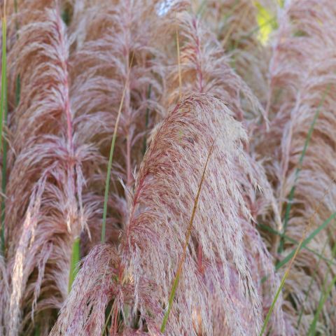 cortaderia-selloana-'rosea'-grass-hero