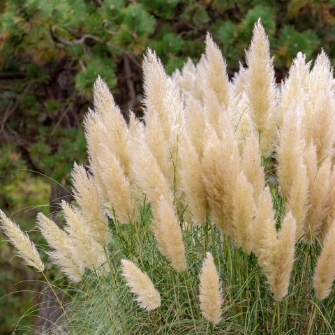 Cortaderia Selloana Pumila Perennial Hero