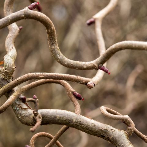 Corylus avellana 'Red Majestic' - 4L Pot Hero
