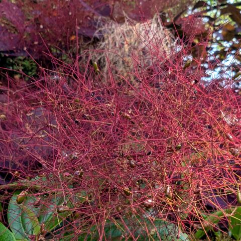 Cotinus coggygria 'Dusky Maiden' - 2L Pot Hero