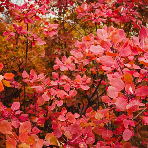 Cotinus Coggygria Grace Shrub Hero