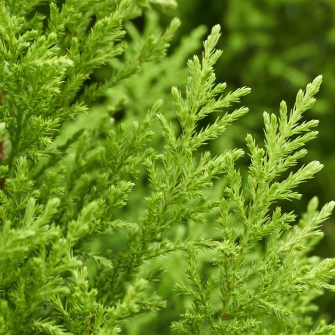Cupressus Totem - 4.5L Pot