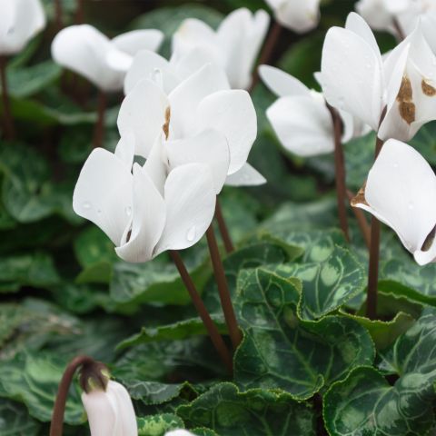 Cyclamen Hederifolium Album Perennial Hero