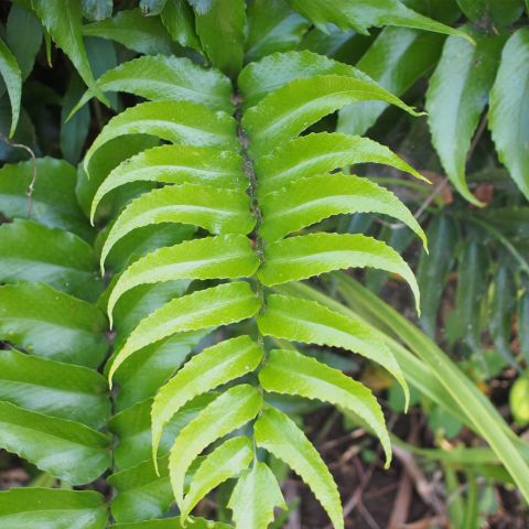 Cyrtomium Fortunei Clivicola Fern Hero