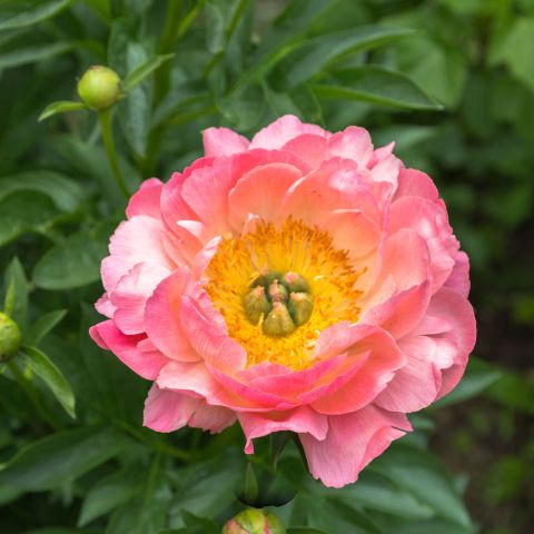 Paeonia 'Pink Hawaiian Coral'