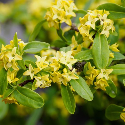Daphne Gemmata Royal Crown Shrub Close