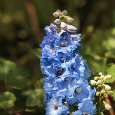 Delphinium Blue Bird Perennial Hero