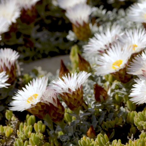 Delosperma 'Alpina' - 1L Pot