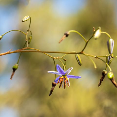 Dianella Revoluta Coolvista Perennial Hero