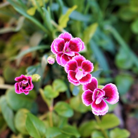 Dianthus Aztec Star Perennial Hero