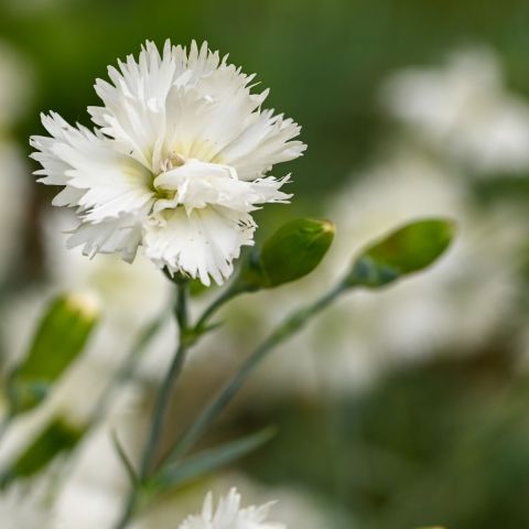 Dianthus 'Memories' - 2L Pot