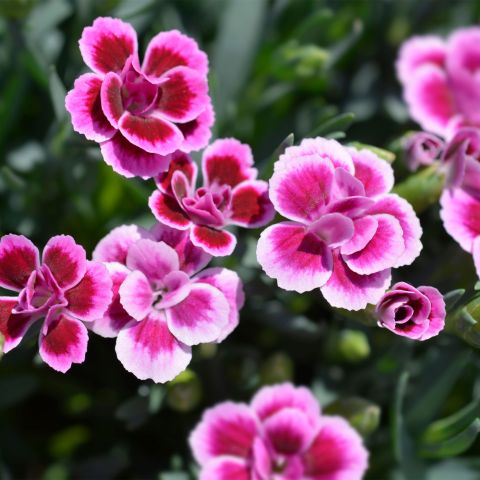 Dianthus 'Pink Kisses' - 1L Pot