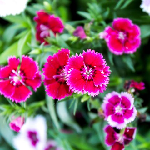 Dianthus Supernova Perennial Hero