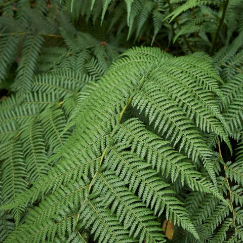 Dickinson Antartica Fern Branch