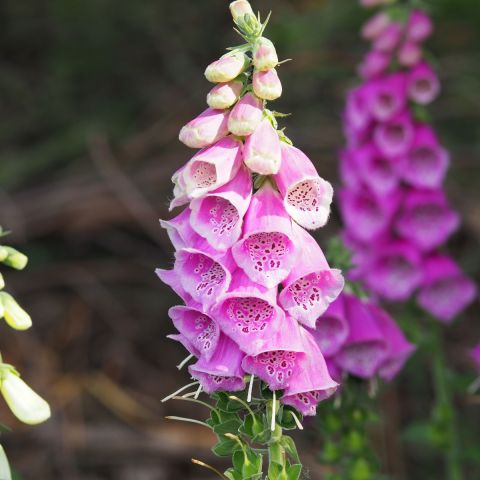 Digitalis 'Dalmatian Rose