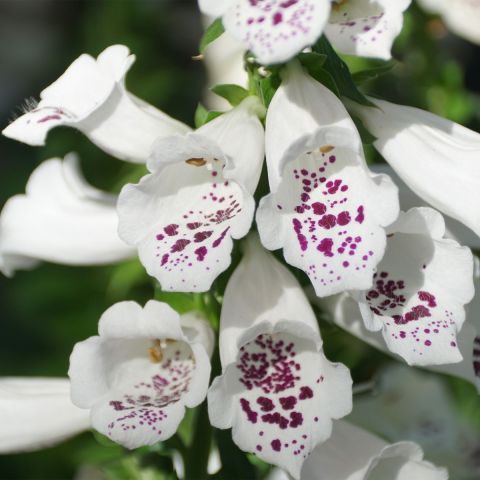 Foxglove 'Dalmatian White - 3L Pot