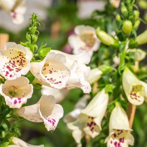 Foxglove 'Dalmatian Peach - 3L Pot