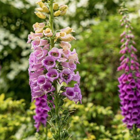 Digitalis Purpurea Excelsior Hybrid Perennial Hero