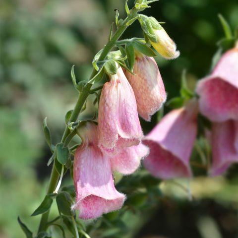 Digitalis Summer King Perennial Hero
