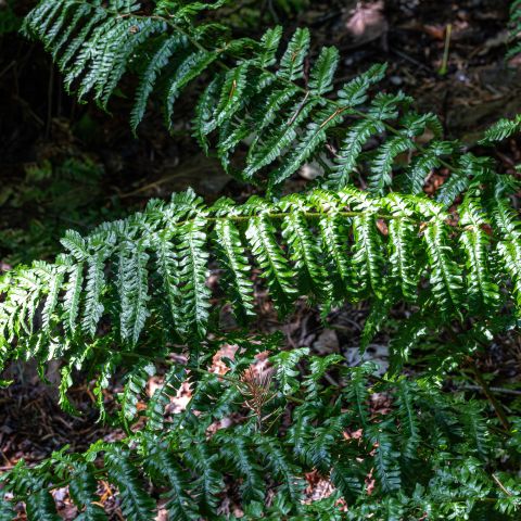 Dryopteris Affinis Cristata The King Fern Group