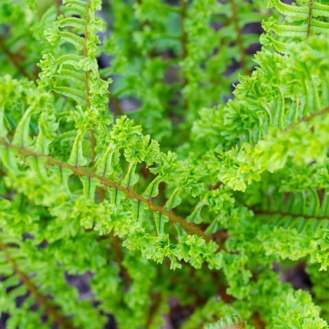 Dryopteris Affinis Cristata The King Fern Hero