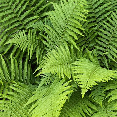 Dryopteris Atrata Fern Hero