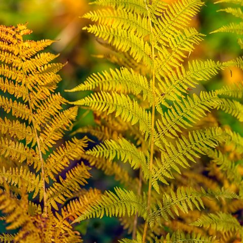 Dryopteris Erythrosora Fern Hero