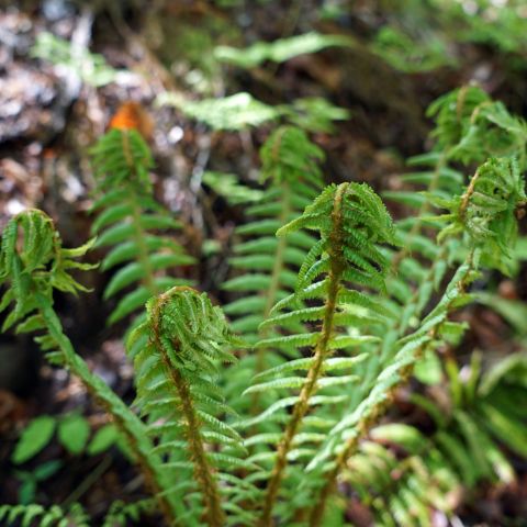 Dryopteris Filix Mas Linearis Polydactyla Fern Hero