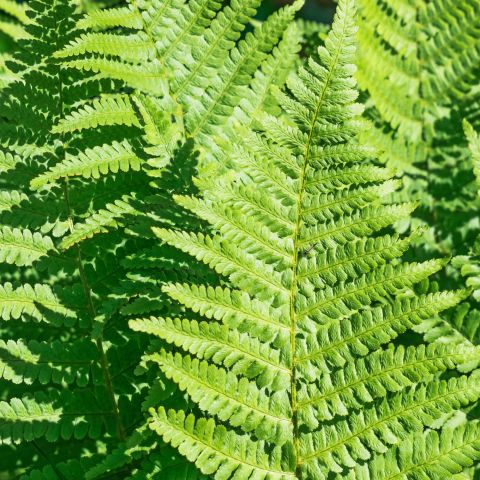 Dryopteris Goldiana Fern Hero
