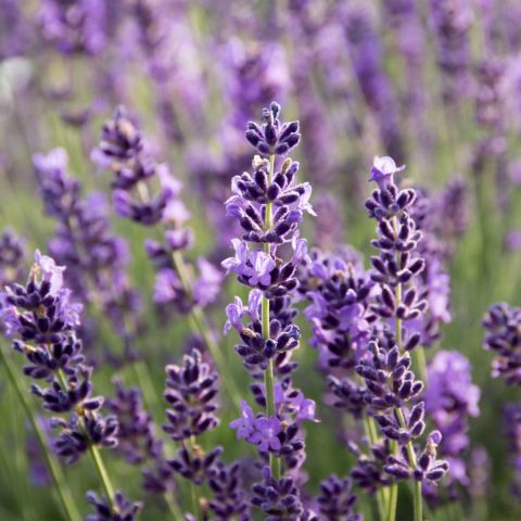 Dwarf Lavender 10/20cm - 2L pot