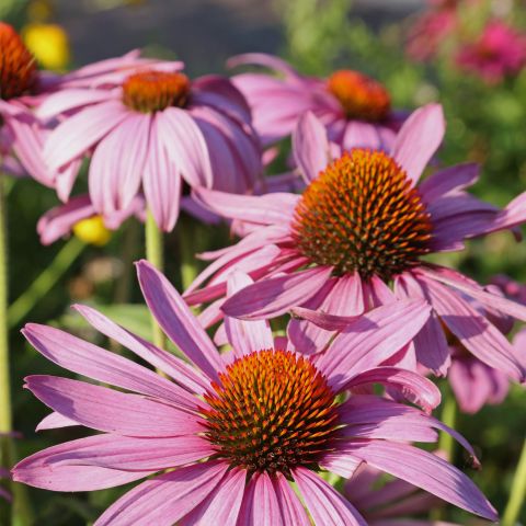 Echinacea purpurea 'Pica Bella'