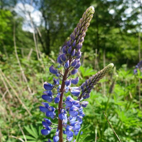 Lupinus Legendary Blue