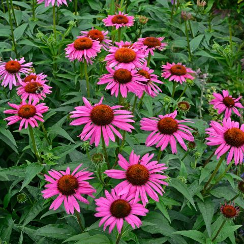 Echinacea Fatal Attraction Perennial Hero