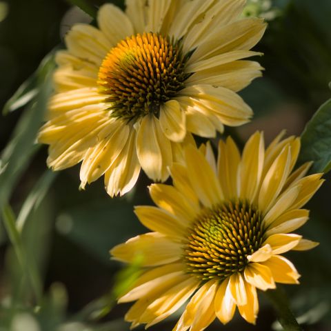 Echinacea Lakota Yellow Perennial Hero