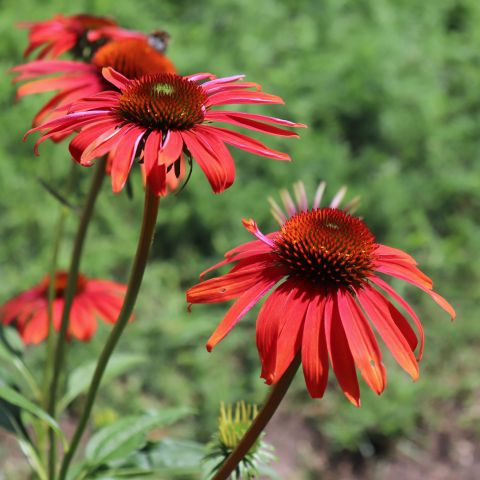 Echinacea Purpurea Cheyenne Spirit Perennial Hero