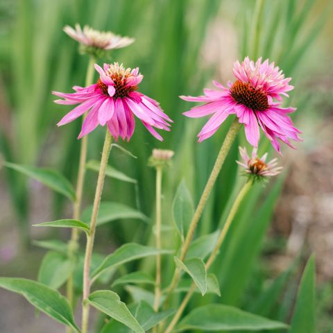 Echinacea Purpurea Double Decker Perennial Hero