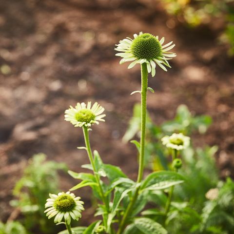 Echinacea Purpurea Green Jewel Perennial Hero