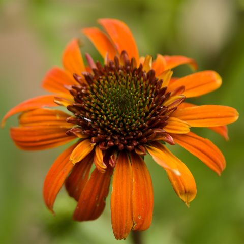 Echinacea Purpurea Hot Summer Perennial Hero